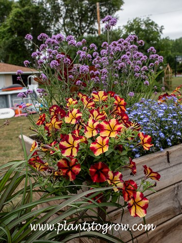 Crazytunia Tiki Torch Petunia
These plants are growing in a large container I made out of recycled deck boards. Growing with Lobelia 'Regatta Sky Blue' and  the tall Meteor Showers Verbena.